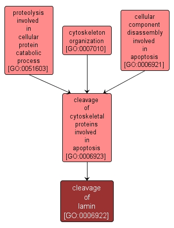 GO:0006922 - cleavage of lamin (interactive image map)