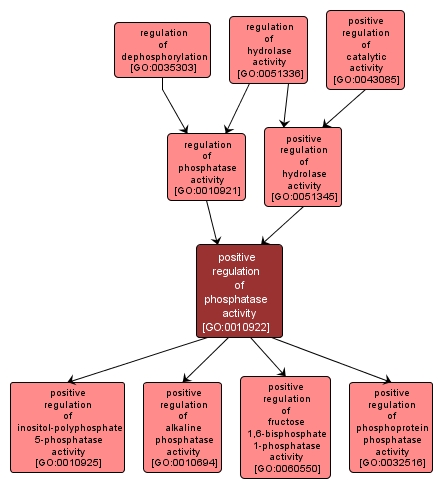 GO:0010922 - positive regulation of phosphatase activity (interactive image map)