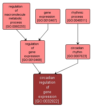 GO:0032922 - circadian regulation of gene expression (interactive image map)