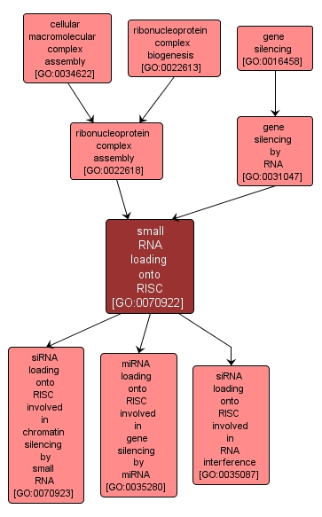 GO:0070922 - small RNA loading onto RISC (interactive image map)