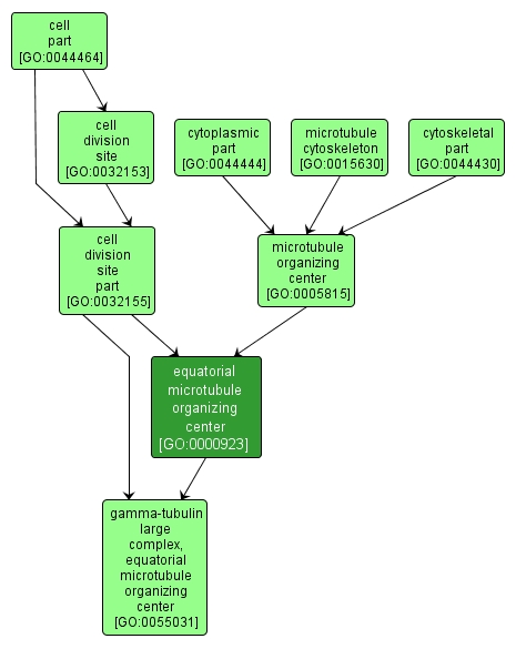 GO:0000923 - equatorial microtubule organizing center (interactive image map)