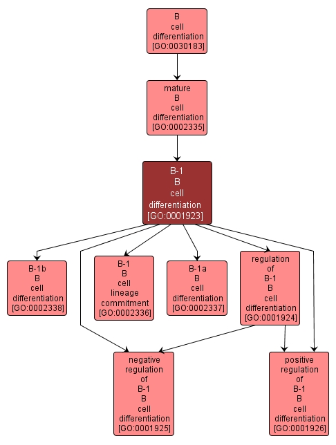 GO:0001923 - B-1 B cell differentiation (interactive image map)