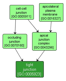 GO:0005923 - tight junction (interactive image map)