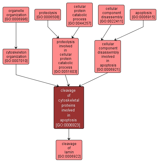 GO:0006923 - cleavage of cytoskeletal proteins involved in apoptosis (interactive image map)