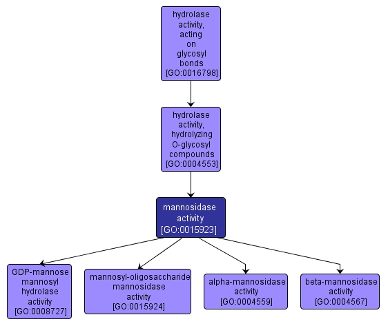 GO:0015923 - mannosidase activity (interactive image map)