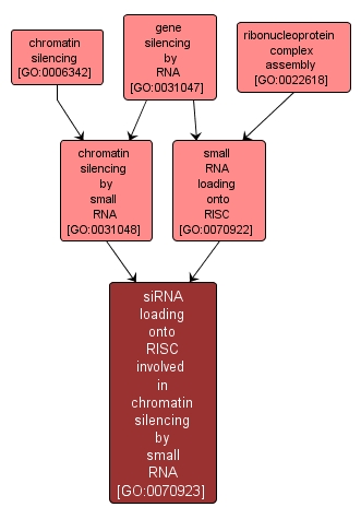 GO:0070923 - siRNA loading onto RISC involved in chromatin silencing by small RNA (interactive image map)