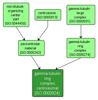 GO:0000924 - gamma-tubulin ring complex, centrosomal (interactive image map)
