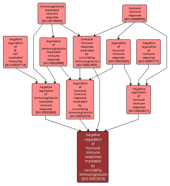 GO:0002924 - negative regulation of humoral immune response mediated by circulating immunoglobulin (interactive image map)