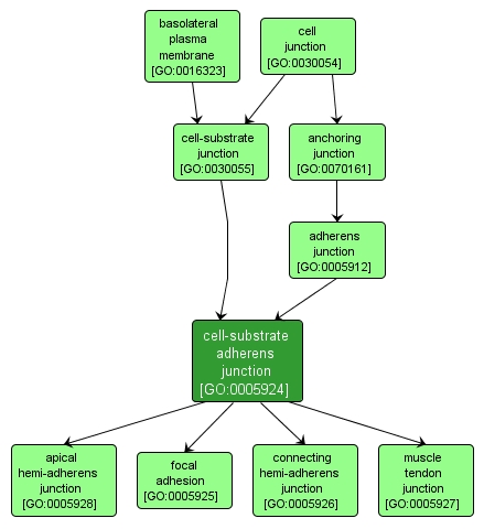 GO:0005924 - cell-substrate adherens junction (interactive image map)
