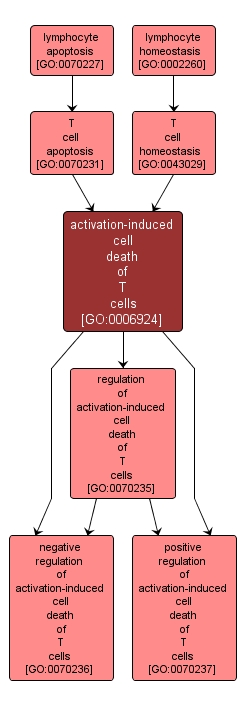 GO:0006924 - activation-induced cell death of T cells (interactive image map)