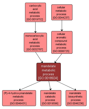 GO:0018924 - mandelate metabolic process (interactive image map)