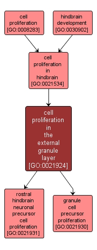GO:0021924 - cell proliferation in the external granule layer (interactive image map)