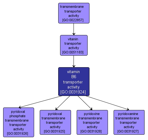 GO:0031924 - vitamin B6 transporter activity (interactive image map)