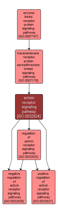 GO:0032924 - activin receptor signaling pathway (interactive image map)