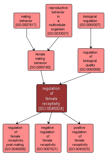 GO:0045924 - regulation of female receptivity (interactive image map)