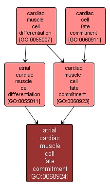 GO:0060924 - atrial cardiac muscle cell fate commitment (interactive image map)
