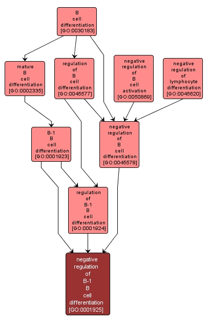 GO:0001925 - negative regulation of B-1 B cell differentiation (interactive image map)