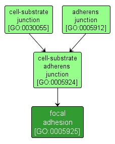 GO:0005925 - focal adhesion (interactive image map)