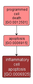 GO:0006925 - inflammatory cell apoptosis (interactive image map)