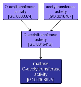 GO:0008925 - maltose O-acetyltransferase activity (interactive image map)