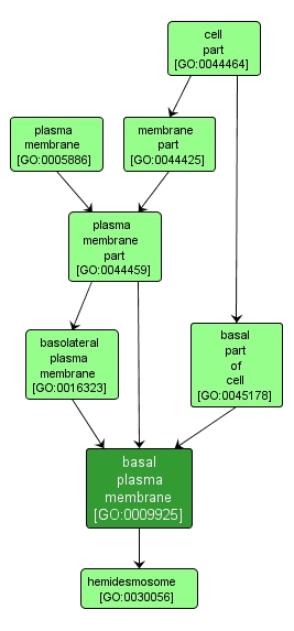 GO:0009925 - basal plasma membrane (interactive image map)