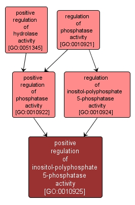 GO:0010925 - positive regulation of inositol-polyphosphate 5-phosphatase activity (interactive image map)
