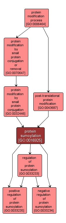 GO:0016925 - protein sumoylation (interactive image map)