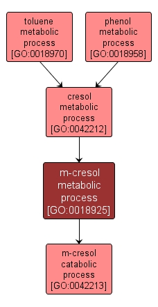 GO:0018925 - m-cresol metabolic process (interactive image map)