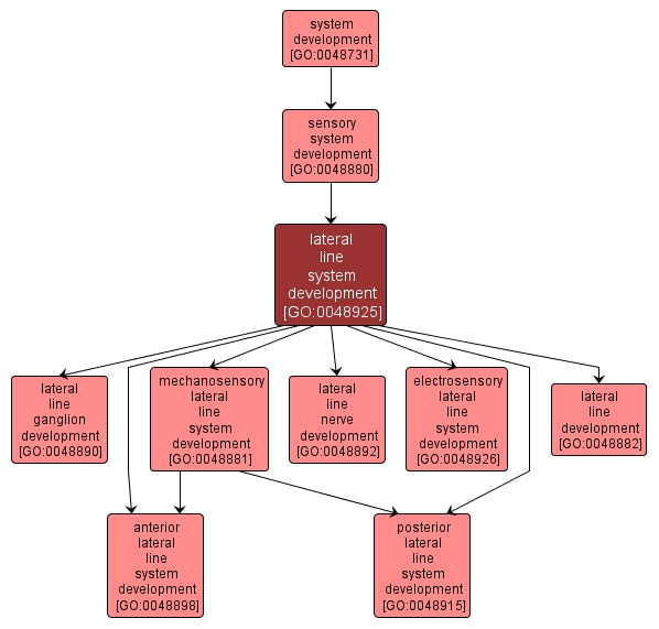 GO:0048925 - lateral line system development (interactive image map)