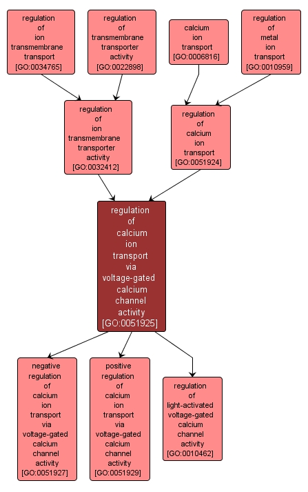 GO:0051925 - regulation of calcium ion transport via voltage-gated calcium channel activity (interactive image map)