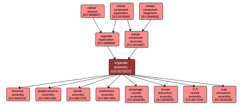 GO:0070925 - organelle assembly (interactive image map)