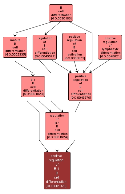 GO:0001926 - positive regulation of B-1 B cell differentiation (interactive image map)