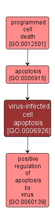 GO:0006926 - virus-infected cell apoptosis (interactive image map)