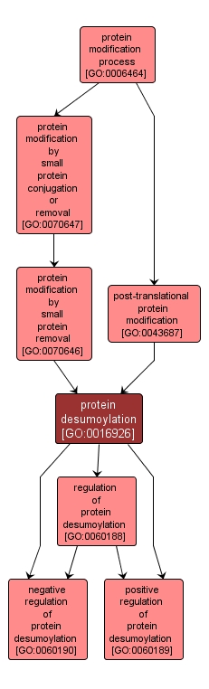 GO:0016926 - protein desumoylation (interactive image map)