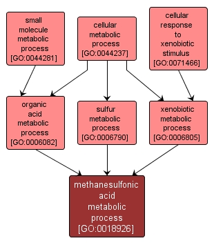 GO:0018926 - methanesulfonic acid metabolic process (interactive image map)