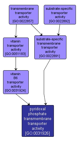 GO:0031926 - pyridoxal phosphate transmembrane transporter activity (interactive image map)