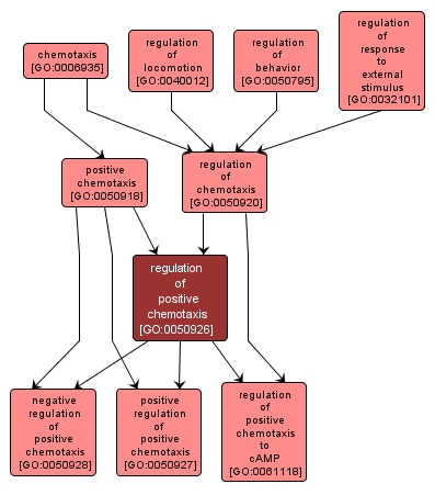 GO:0050926 - regulation of positive chemotaxis (interactive image map)