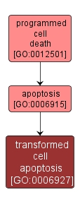 GO:0006927 - transformed cell apoptosis (interactive image map)