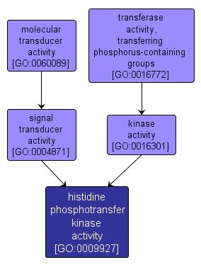 GO:0009927 - histidine phosphotransfer kinase activity (interactive image map)