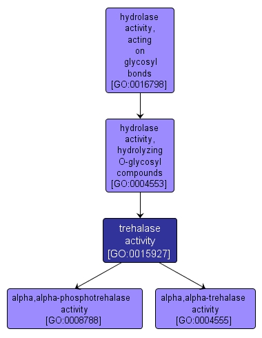 GO:0015927 - trehalase activity (interactive image map)