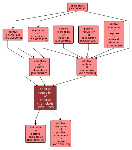 GO:0050927 - positive regulation of positive chemotaxis (interactive image map)