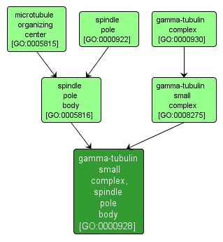 GO:0000928 - gamma-tubulin small complex, spindle pole body (interactive image map)