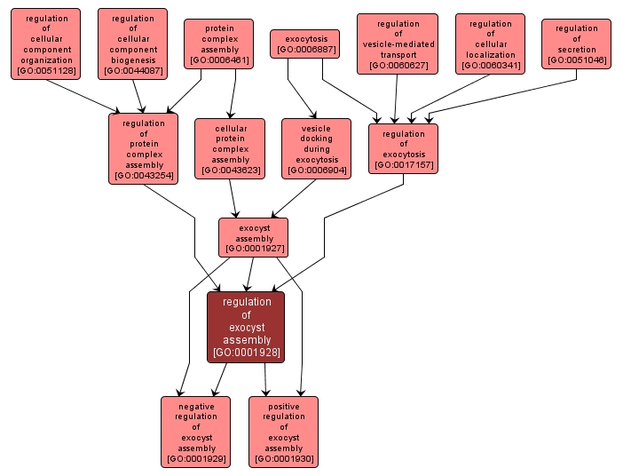 GO:0001928 - regulation of exocyst assembly (interactive image map)