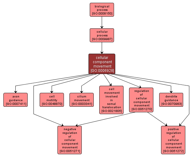 GO:0006928 - cellular component movement (interactive image map)