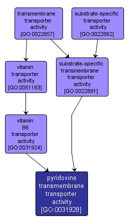 GO:0031928 - pyridoxine transmembrane transporter activity (interactive image map)