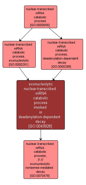 GO:0043928 - exonucleolytic nuclear-transcribed mRNA catabolic process involved in deadenylation-dependent decay (interactive image map)