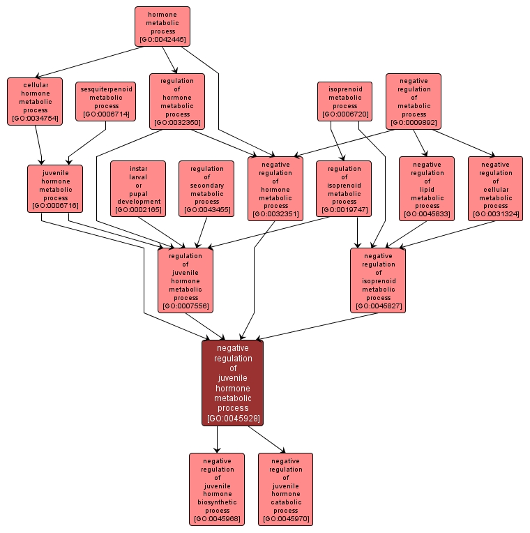 GO:0045928 - negative regulation of juvenile hormone metabolic process (interactive image map)