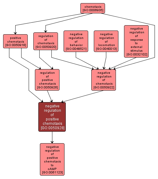 GO:0050928 - negative regulation of positive chemotaxis (interactive image map)