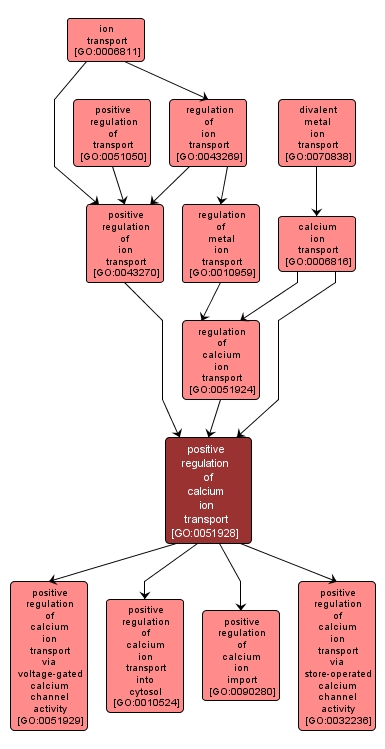 GO:0051928 - positive regulation of calcium ion transport (interactive image map)