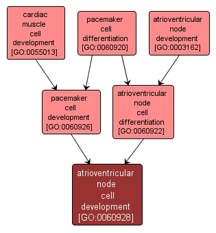 GO:0060928 - atrioventricular node cell development (interactive image map)